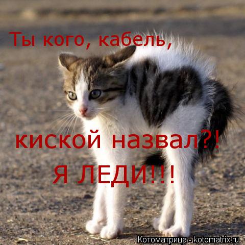 Ты кого, кабель, киской назвал?! Я ЛЕДИ!!!... Котоматрица: Ты кого, кабель, киской назвал?! Я ЛЕДИ!!!