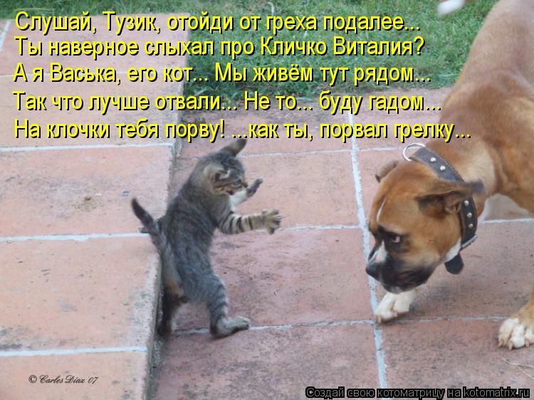Слушай, Тузик, отойди от греха подалее... Ты наверное слыхал про Кличко Виталия? А я Васька, его кот.... Котоматрица: Слушай, Тузик, отойди от греха подалее... Ты наверное слыхал про Кличко Виталия? А я Васька, его кот... Мы живём тут рядом... Так что лучше отвали