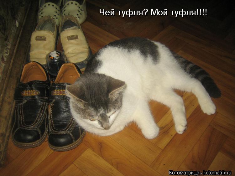 Чей туфля? Мой туфля!!!!... Котоматрица: Чей туфля? Мой туфля!!!!