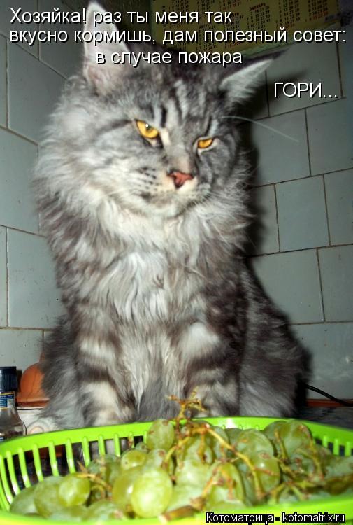 Хозяйка! раз ты меня так вкусно кормишь, дам полезный совет: в случае пожара ГОРИ...... Котоматрица: Хозяйка! раз ты меня так вкусно кормишь, дам полезный совет: в случае пожара ГОРИ...