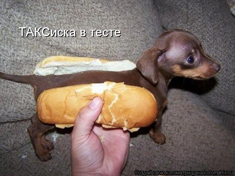 ТАКСиска в тесте... Котоматрица: ТАКСиска в тесте
