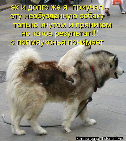 эх и долго же я приучал эту необузданную собаку только кнутом и пряником но каков результат!!! с по... Котоматрица: эх и долго же я приучал эту необузданную собаку только кнутом и пряником но каков результат!!! с полмяуконья понимает