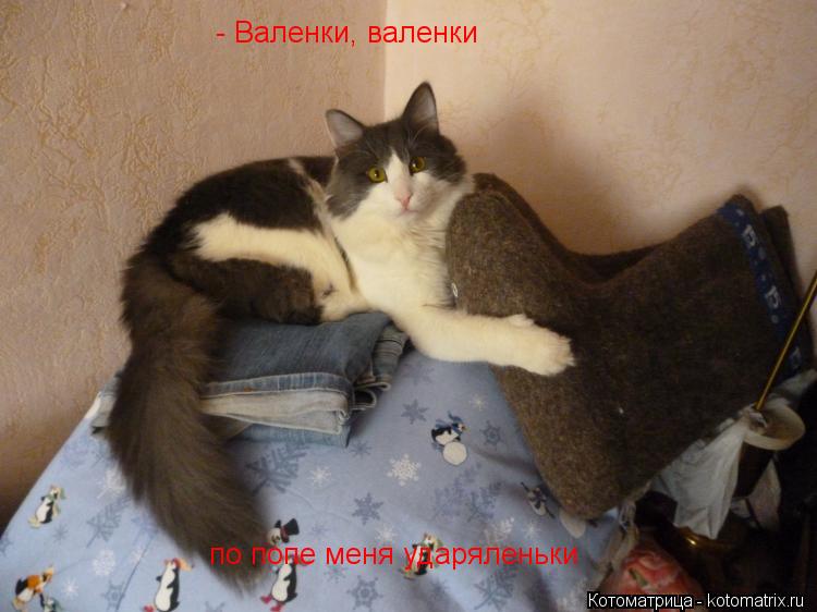 - Валенки, валенки по попе меня ударяленьки... Котоматрица: - Валенки, валенки по попе меня ударяленьки