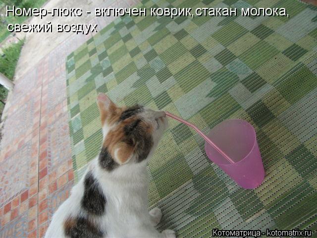 Номер-люкс - включен коврик,стакан молока, свежий воздух... Котоматрица: Номер-люкс - включен коврик,стакан молока, свежий воздух