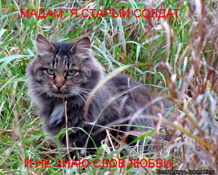 МАДАМ, Я СТАРЫЙ СОЛДАТ И НЕ ЗНАЮ СЛОВ ЛЮБВИ..... Котоматрица: МАДАМ, Я СТАРЫЙ СОЛДАТ И НЕ ЗНАЮ СЛОВ ЛЮБВИ..