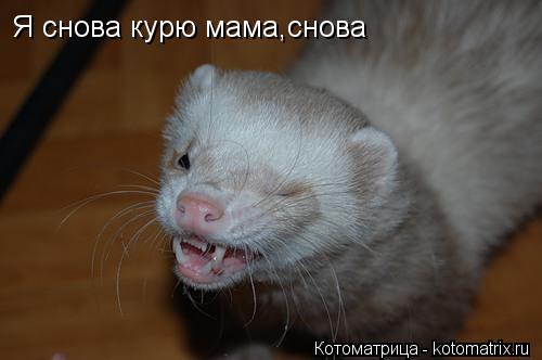 Я снова курю мама,снова... Котоматрица: Я снова курю мама,снова