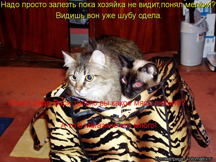 Надо просто залезть пока хозяйка не видит,понял мелкий? Видишь вон уже шубу одела. Понял дядя Вася то... Котоматрица: Надо просто залезть пока хозяйка не видит,понял мелкий? Видишь вон уже шубу одела. Понял дядя Вася только вы какое мясо любите? А то в магази