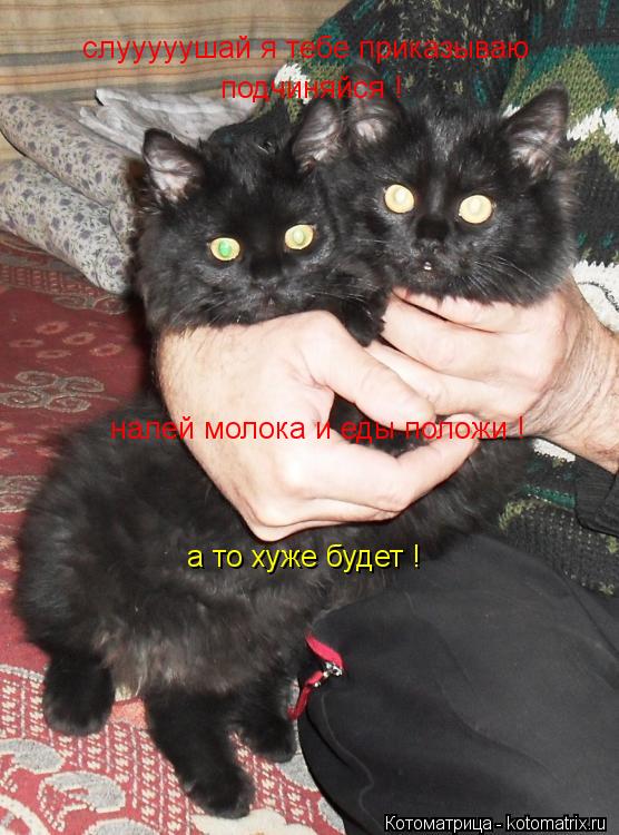слууууушай я тебе приказываю подчиняйся ! налей молока и еды положи ! а то хуже будет !... Котоматрица: слууууушай я тебе приказываю подчиняйся ! налей молока и еды положи ! а то хуже будет !