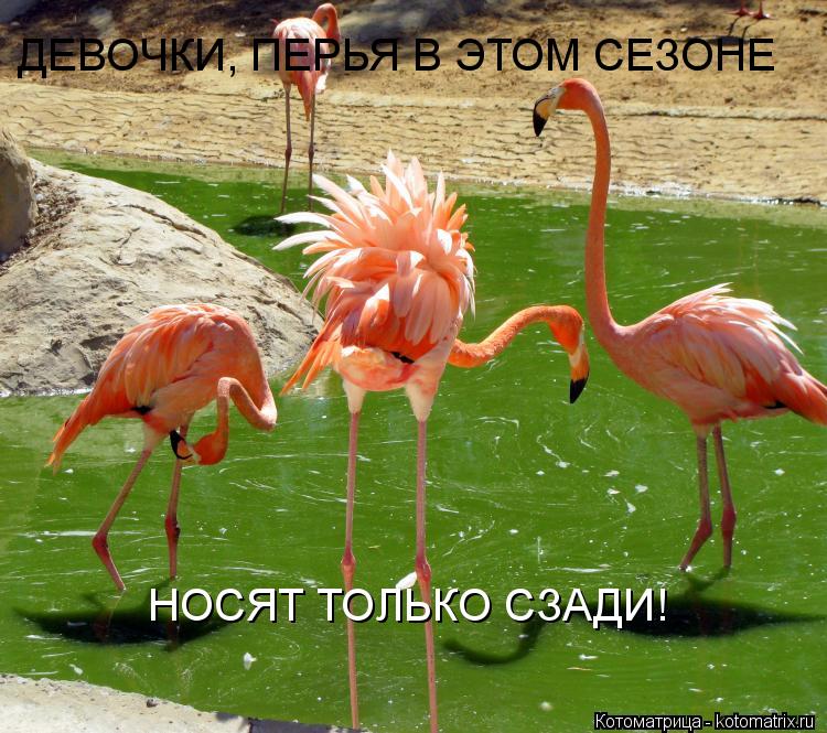 ДЕВОЧКИ, ПЕРЬЯ В ЭТОМ СЕЗОНЕ НОСЯТ ТОЛЬКО СЗАДИ!... Котоматрица: ДЕВОЧКИ, ПЕРЬЯ В ЭТОМ СЕЗОНЕ НОСЯТ ТОЛЬКО СЗАДИ!