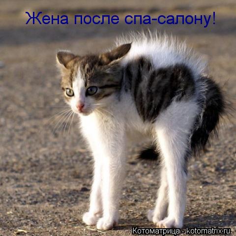 Жена после спа-салону!... Котоматрица: Жена после спа-салону!