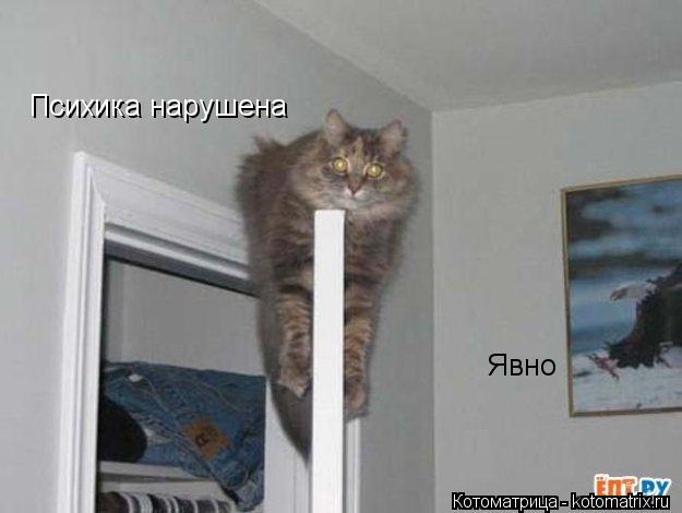 Психика нарушена Явно... Котоматрица: Психика нарушена Явно