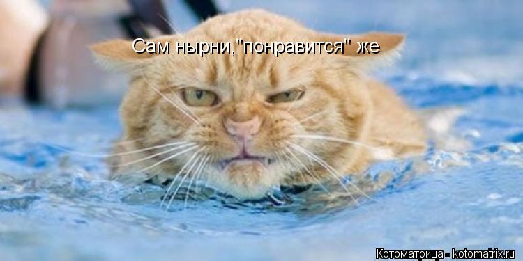 Сам нырни,"понравится" же... Котоматрица: Сам нырни,"понравится" же