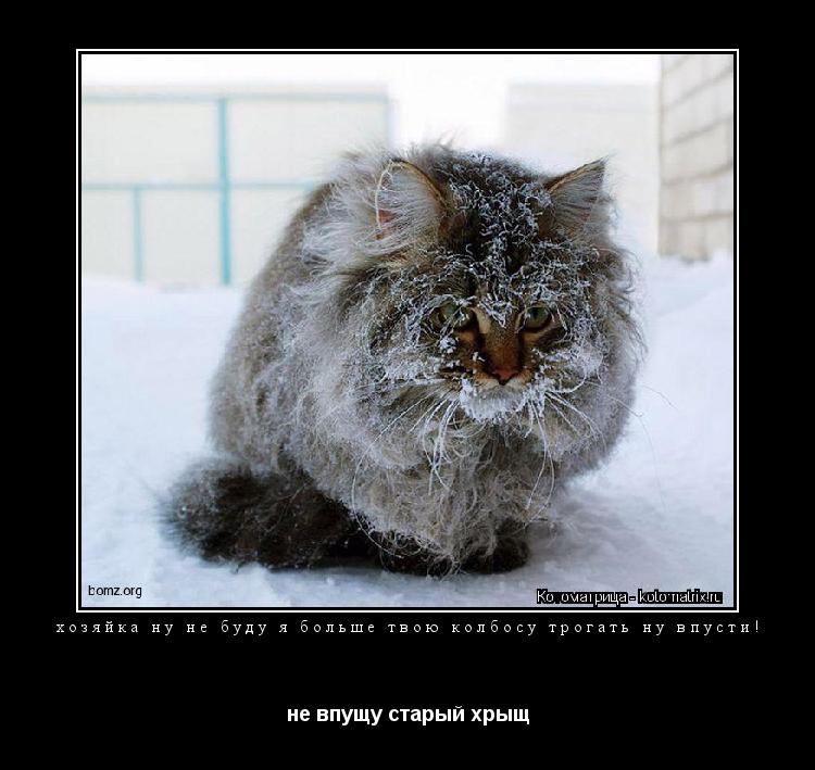 хозяйка ну не буду я больше твою колбосу трогать ну впусти! не впущу старый хрыщ... Котоматрица: хозяйка ну не буду я больше твою колбосу трогать ну впусти! не впущу старый хрыщ