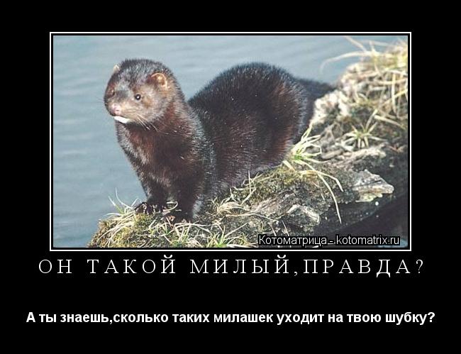 ОН ТАКОЙ МИЛЫЙ,ПРАВДА? А ты знаешь,сколько таких милашек уходит на твою шубку?... Котоматрица: ОН ТАКОЙ МИЛЫЙ,ПРАВДА? А ты знаешь,сколько таких милашек уходит на твою шубку?