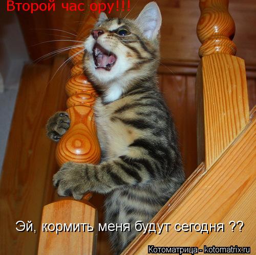 Котоматрица: Эй, кормить меня будут сегодня ?? Второй час ору!!!