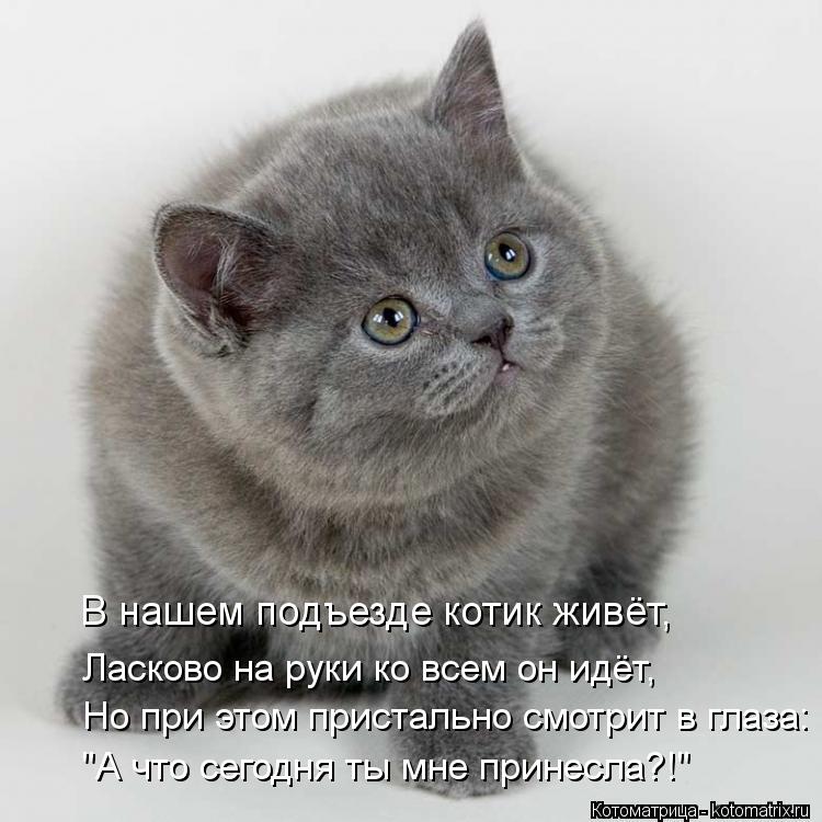"А что сегодня ты мне принесла?!" Но при этом пристально смотрит в глаза: Ласково на руки ко всем он ... Котоматрица: "А что сегодня ты мне принесла?!" Но при этом пристально смотрит в глаза: Ласково на руки ко всем он идёт, В нашем подъезде котик живёт,