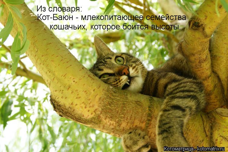 Из словаря: Кот-Баюн - млекопитающее семейства кошачьих, которое боится высоты.... Котоматрица: Из словаря: Кот-Баюн - млекопитающее семейства кошачьих, которое боится высоты.