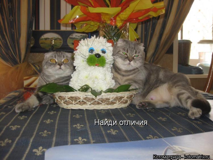 Котоматрица: Найди отличия