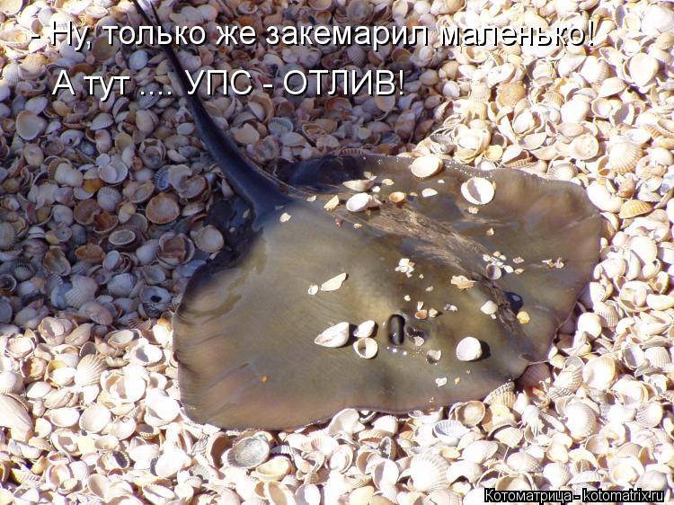- Ну, только же закемарил маленько! А тут .... УПС - ОТЛИВ!... Котоматрица: - Ну, только же закемарил маленько! А тут .... УПС - ОТЛИВ!