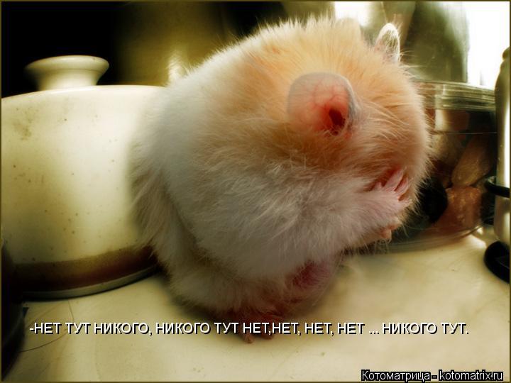 -НЕТ ТУТ НИКОГО, НИКОГО ТУТ НЕТ,НЕТ, НЕТ, НЕТ ... НИКОГО ТУТ.... Котоматрица: -НЕТ ТУТ НИКОГО, НИКОГО ТУТ НЕТ,НЕТ, НЕТ, НЕТ ... НИКОГО ТУТ.