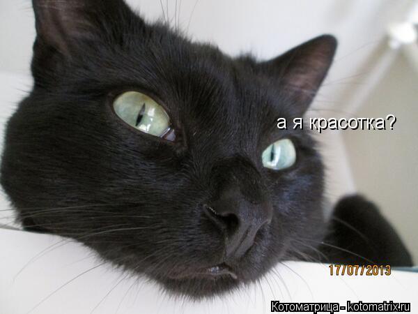 а я красотка?... Котоматрица: а я красотка?