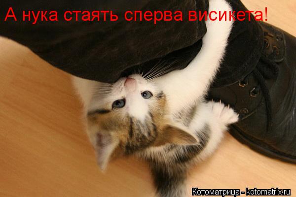 А нука стаять сперва висикета!... Котоматрица: А нука стаять сперва висикета!
