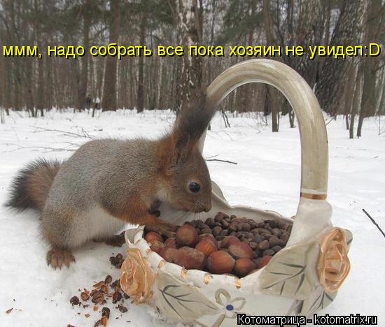 Котоматрица: ммм, надо собрать все пока хозяин не увидел:D