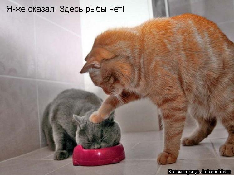 Я-же сказал: Здесь рыбы нет!... Котоматрица: Я-же сказал: Здесь рыбы нет!