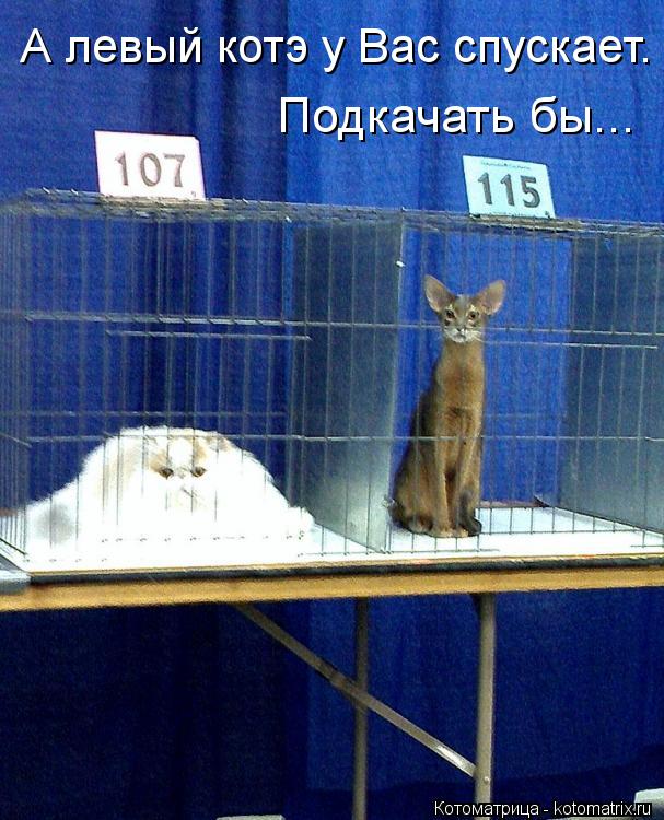 А левый котэ у Вас спускает. Подкачать бы...... Котоматрица: А левый котэ у Вас спускает. Подкачать бы...