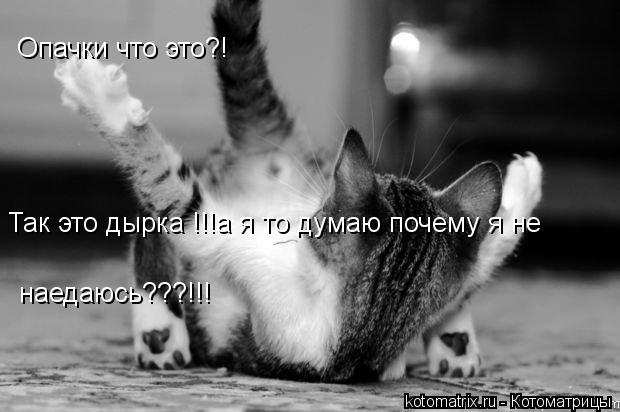 Опачки что это?! Так это дырка !!!а я то думаю почему я не наедаюсь???!!!... Котоматрица: Опачки что это?! Так это дырка !!!а я то думаю почему я не наедаюсь???!!!