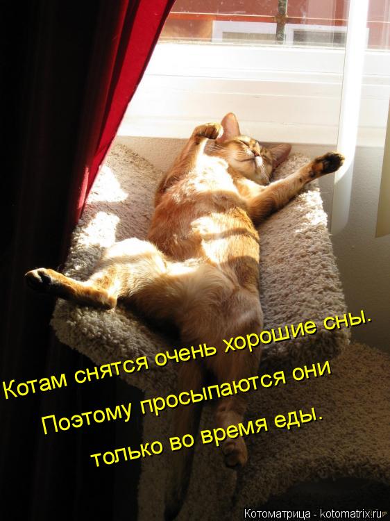 Котам снятся очень хорошие сны. Поэтому просыпаются они только во время еды.... Котоматрица: Котам снятся очень хорошие сны. Поэтому просыпаются они только во время еды.