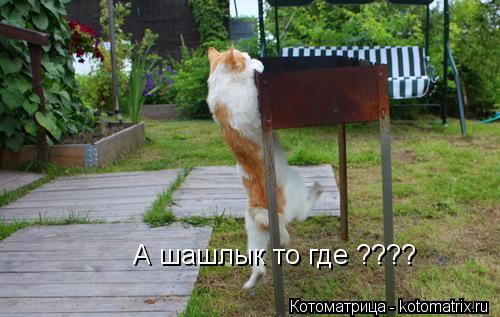 Котоматрица: А шашлык то где ????