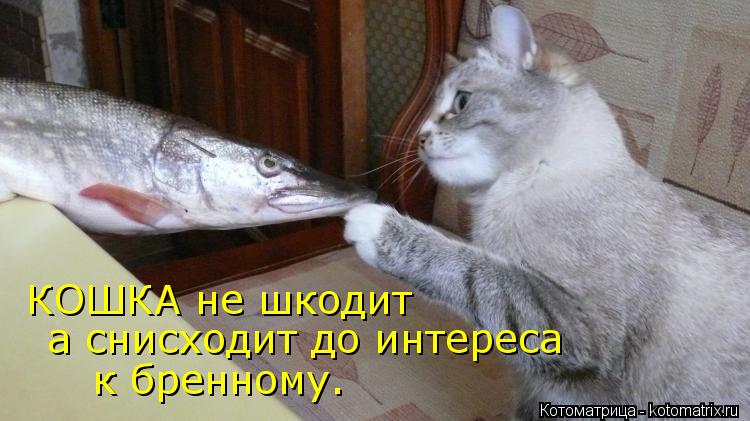 КОШКА не шкодит а снисходит до интереса к бренному.... Котоматрица: КОШКА не шкодит а снисходит до интереса к бренному.