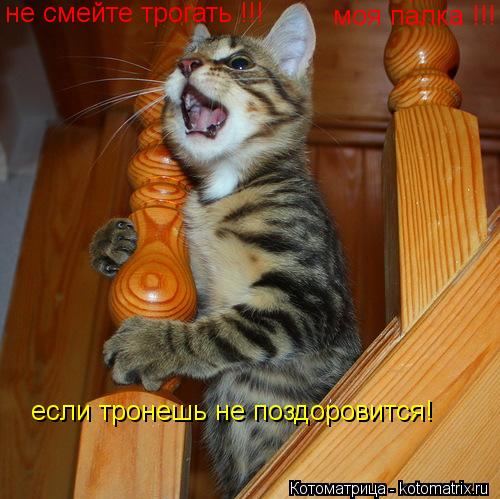 не смейте трогать !!! моя палка !!! если тронешь не поздоровится!... Котоматрица: не смейте трогать !!! моя палка !!! если тронешь не поздоровится!