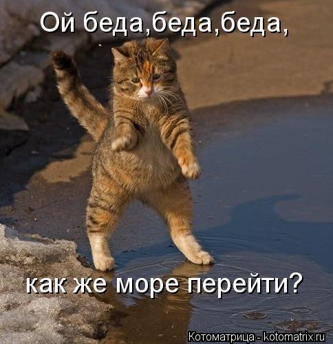 Ой беда,беда,беда, как же море перейти?... Котоматрица: Ой беда,беда,беда, как же море перейти?