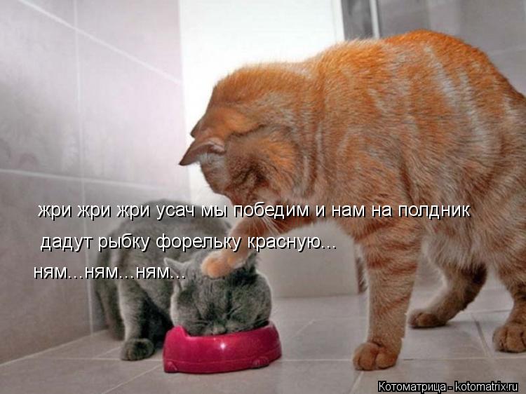 жри жри жри усач мы победим и нам на полдник дадут рыбку форельку красную... ням...ням...ням... ням.... Котоматрица: жри жри жри усач мы победим и нам на полдник дадут рыбку форельку красную... ням...ням...ням... ням...ням...ням...
