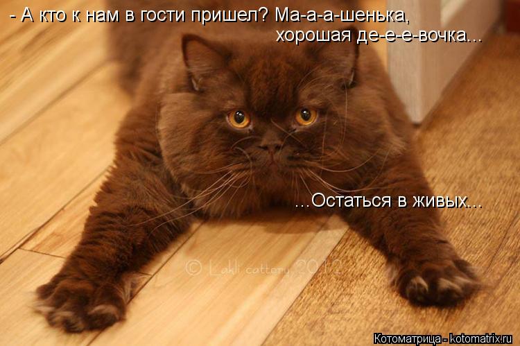 - А кто к нам в гости пришел? Ма-а-а-шенька, хорошая де-е-е-вочка... ...Остаться в живых...... Котоматрица: - А кто к нам в гости пришел? Ма-а-а-шенька, хорошая де-е-е-вочка... ...Остаться в живых...