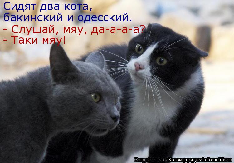 Сидят два кота, бакинский и одеccкий. - Слушай, мяу, да-а-а-а? - Таки мяу!... Котоматрица: Сидят два кота, бакинский и одеccкий. - Слушай, мяу, да-а-а-а? - Таки мяу!