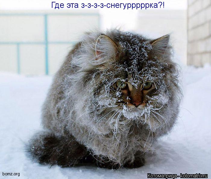 Где эта з-з-з-з-снегурррррка?!... Котоматрица: Где эта з-з-з-з-снегурррррка?!