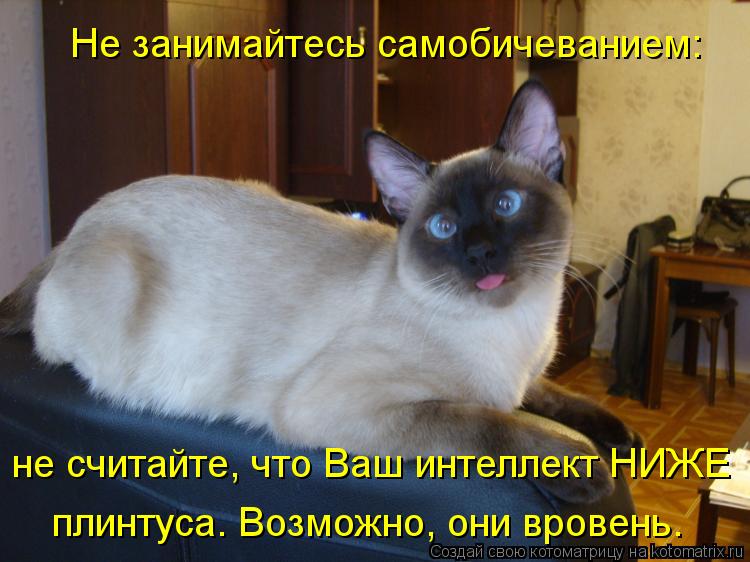 Не занимайтесь самобичеванием: плинтуса. Возможно, они вровень. не считайте, что Ваш интеллект НИЖЕ... Котоматрица: Не занимайтесь самобичеванием: плинтуса. Возможно, они вровень. не считайте, что Ваш интеллект НИЖЕ