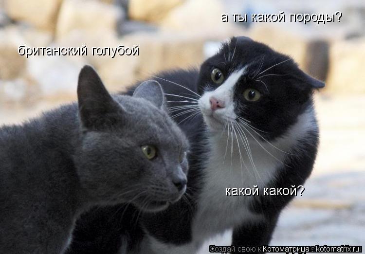 а ты какой породы? британский голубой какой какой?... Котоматрица: а ты какой породы? британский голубой какой какой?