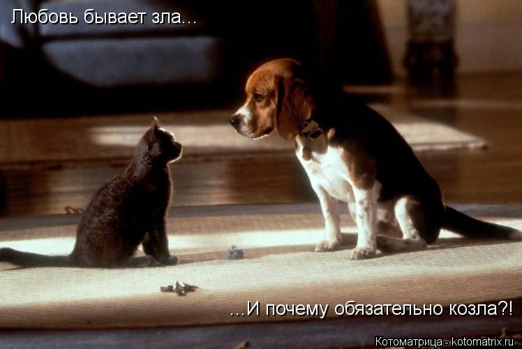Любовь бывает зла... ...И почему обязательно козла?!... Котоматрица: Любовь бывает зла... ...И почему обязательно козла?!