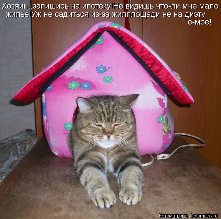 Хозяин!,запишись на ипотеку!Не видишь что-ли,мне мало жилье!Уж не садиться из-за жилплощади не на диэ... Котоматрица: Хозяин!,запишись на ипотеку!Не видишь что-ли,мне мало жилье!Уж не садиться из-за жилплощади не на диэту е-мое!