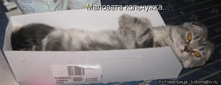 Котоматрица: Маловата кольчужка...