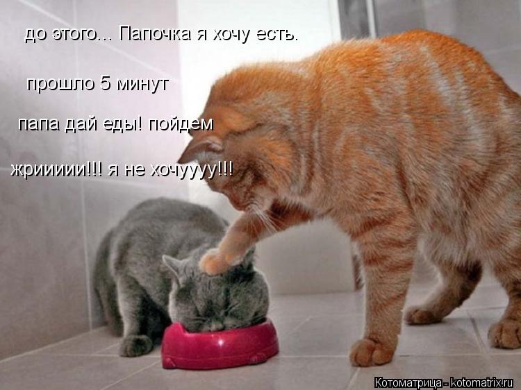до этого... Папочка я хочу есть. прошло 5 минут папа дай еды! пойдем жриииии!!! я не хочуууу!!!... Котоматрица: до этого... Папочка я хочу есть. прошло 5 минут папа дай еды! пойдем жриииии!!! я не хочуууу!!!