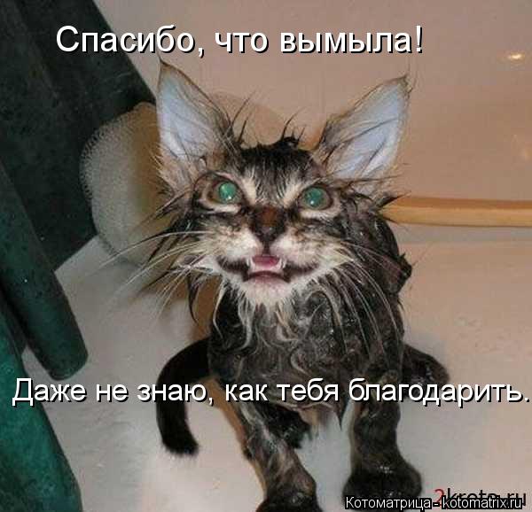 Спасибо, что вымыла! Даже не знаю, как тебя благодарить...... Котоматрица: Спасибо, что вымыла! Даже не знаю, как тебя благодарить...