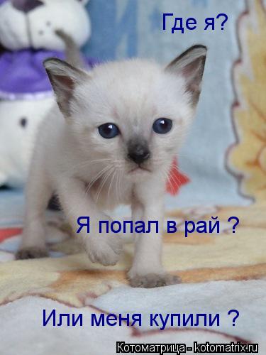 Котоматрица: Где я?  Я попал в рай ? Или меня купили ?