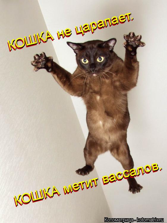 КОШКА не царапает. КОШКА метит вассалов. КОШКА метит вассалов. КОШКА не царапает.... Котоматрица: КОШКА не царапает. КОШКА метит вассалов. КОШКА метит вассалов. КОШКА не царапает.