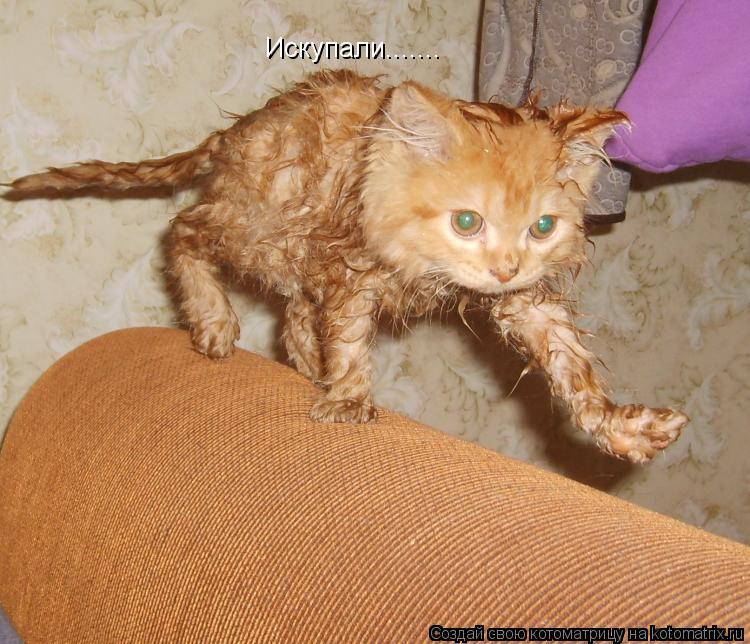 Искупали.......... Котоматрица: Искупали.......