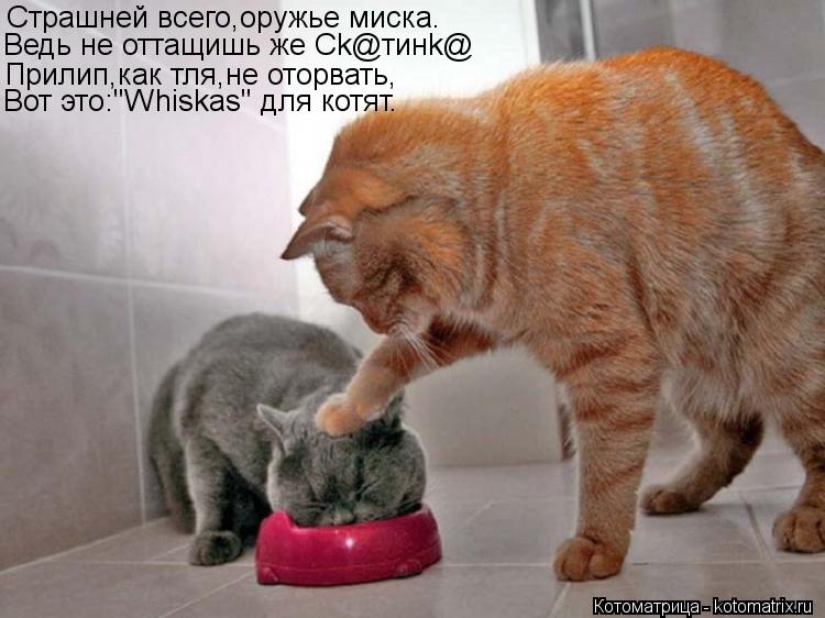 Страшней всего,оружье миска. Ведь не оттащишь же Сk@тинk@ Прилип,как тля,не оторвать, Вот это:"Whiska... Котоматрица: Страшней всего,оружье миска. Ведь не оттащишь же Сk@тинk@ Прилип,как тля,не оторвать, Вот это:"Whiskas" для котят.